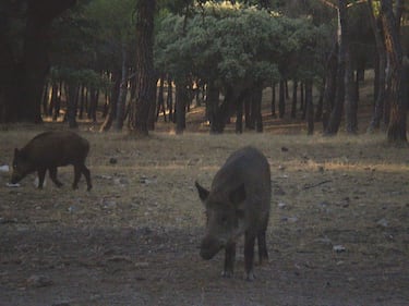 Qu¨¦ hacer si te ataca un animal salvaje en Espa?a: osos, serpientes, lobos, tiburones¡