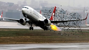 Así es ‘El Pajarazo’, la prueba de resistencia que consiste en lanzar pájaros vivos contra los aviones