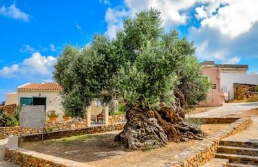 World’s oldest olive tree has been producing olives since Roman times