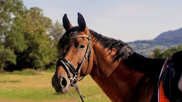 Extremadura detecta sus dos primeros casos de fiebre del Nilo en caballos