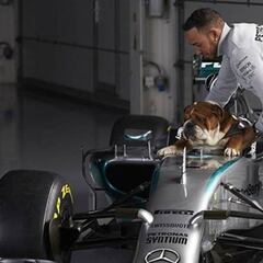 El perro de Lewis Hamilton gana 700 euros al día: “Suena ridículo, pero le encanta”