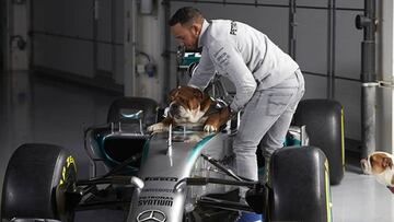 El perro de Lewis Hamilton gana 700 euros al día: “Suena ridículo, pero le encanta”