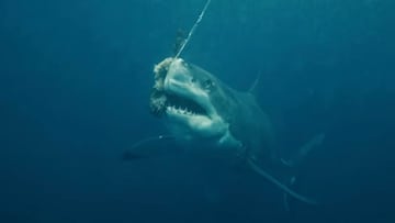 Tiburón comiendo en Australia