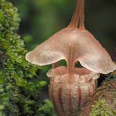 Científicos avistan una rara especie con forma de ‘linterna de hadas’ nunca vista: “Existe en este pequeño rincón del mundo”