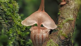 Científicos avistan una rara especie con forma de ‘linterna de hadas’ nunca vista: “Existe en este pequeño rincón del mundo”