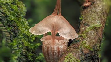 Hidden beneath rainforest floors, a newly identified species shows how much biodiversity can still surface in the most unexpected places.