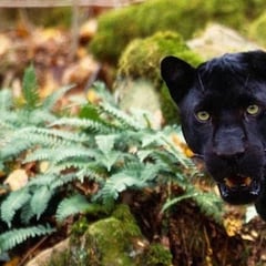 Un pueblo de Granada alerta de la presencia de una pantera negra