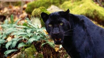 Un pueblo de Granada alerta de la presencia de una pantera negra