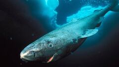 Why do Greenland sharks live so long?