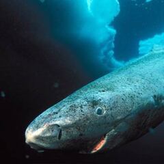 Why do Greenland sharks live so long?