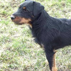 Un perro recorre 380 kilómetros para regresar a su casa