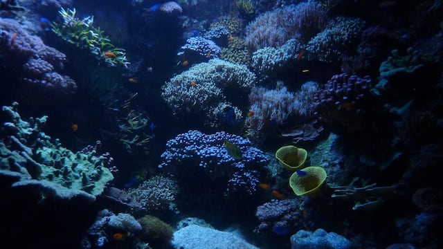 Scientists uncover a hidden underwater cave system teeming with giant creatures unlike anything we’ve seen