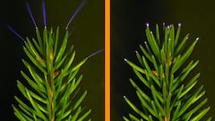 Científicos cazan por primera vez misteriosas chispas eléctricas azules sobre las copas de los árboles durante tormentas