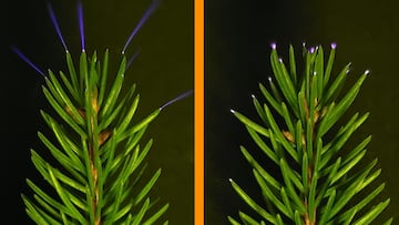 Coronas eléctricas azules en árboles