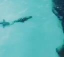 Un tiburón acecha a un cocodrilo a pocos metros de un surfista