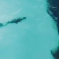 Un tiburón acecha a un cocodrilo a pocos metros de un surfista