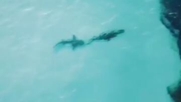 Im&aacute;genes grabadas en dron y entre aguas cristalinas de un tibur&oacute;n tigre persiguiendo a muy pocos cent&iacute;metros a un cocodrilo en Australia, en abril del 2021. 