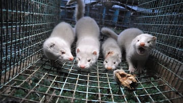 Visones americanos en la jaula de una granja.