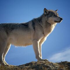 Se extingue el lobo noruego-sueco