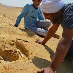 Descubren al temible depredador que cazaba elefantes hace 30 millones de años y le dan un nombre a la altura
