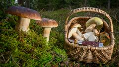 Las principales setas comestibles de España