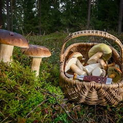 Las principales setas comestibles de España