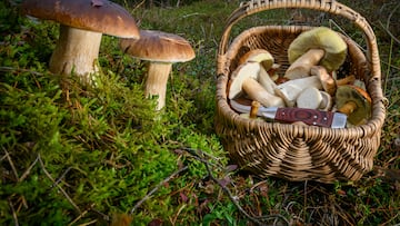 Un niño amasa una fortuna recolectando setas y se entristece porque la escuela le impide aprovechar la mejor época