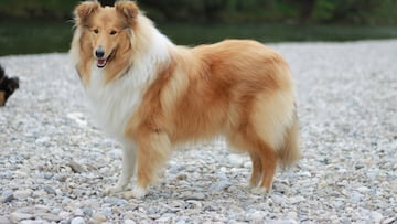Vuelve el japonés que se gastó 13.500 euros en un disfraz de perro tras descubrirse el riesgo de su experimento