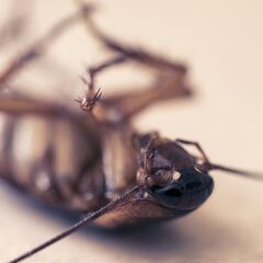 El aviso de ANECPLA con las plagas de cucarachas en verano en España: “El control de este insecto ha de ser inmediato”