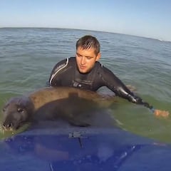 Historias del surf: la foca que se enamoró de un surfista y no quería bajarse de su tabla