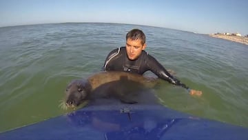 La foca 'You' se sube a la tabla de surf de Bertrand Chaussade en Lacanau (Francia) en una bonita historia de surfing que se hizo viral en 2014.