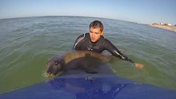 La foca &#039;You&#039; se sube a la tabla de surf de Bertrand Chaussade en Lacanau (Francia) en una bonita historia de surfing que se hizo viral en 2014. 