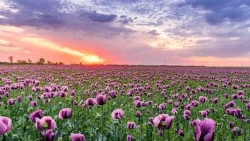 ¿Cuándo y a qué hora inicia la primavera en México este 2025?: fecha y horario oficial del equinoccio