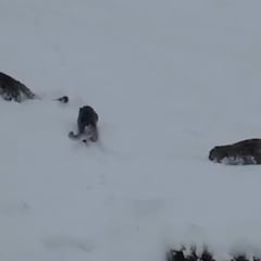 Avistan cuatro animales de la nieve perdidos en una remota montaña en un raro suceso “nunca antes visto por los ancianos de la zona”