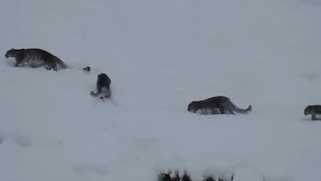 Raro avistamiento de unos leopardos de las nieves: “Ni siquiera los ancianos lo recuerdan”