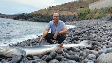 Pedro Pascual, doctor en Biología Marina: “Es muy poco probable que los tiburones ataquen en España”