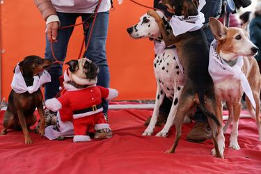 This is how to speak to a dog if you want it to understand you, experts say