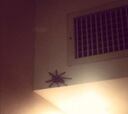 Una enorme araña sorprende al australiano Halloran en el hotel