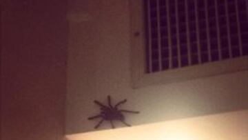 La araña que se encontró el australiano en su habitación.