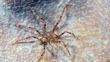 Like something out of a nightmare: the five most terrifying species of the deep sea