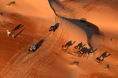 Dos vehículos ligeros completan el recorrido de la quinta etapa del Rally Dakar 2024 que unía las localidades de Al Hofuf y Shubaytah atravesando un rebaño de dromedarios. Los pilotos del raid más duro del mundo se enfrentan desde hoy a la sexta etapa, la primera de la historia de la prueba que durará 48 horas.