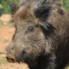 Graban a un jabalí salvaje atacando a dos snowboarders