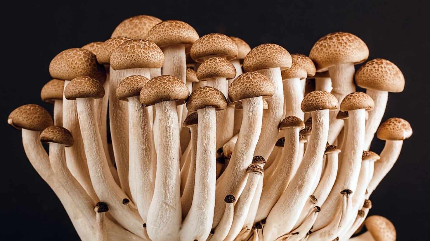 What to know about making shrooms legal