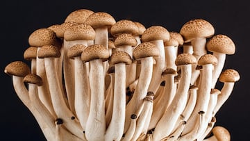Here’s everything you need to know about psilocybin mushrooms.