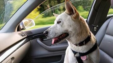 Un cinturón protege a los perros al viajar en coche