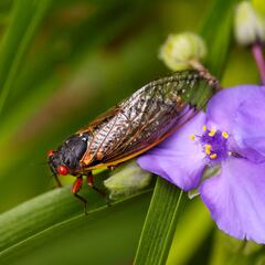 These are the places in the United States where the spring cicada plague will be most severe