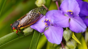 Cicadas will be widespread in the US this spring, as this year two broods will be emerging from the ground. Here are the areas which will see them the most.