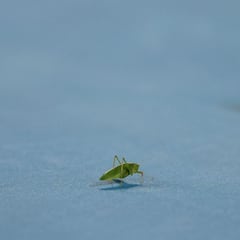 Un espectador inesperado durante el Fritz-Tsitsipas
