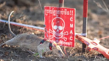 Una rata súper rastreadora establece un nuevo récord mundial descubriendo minas terrestres mortales