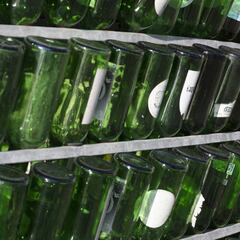 La sidra, una alternativa al vino o la cerveza